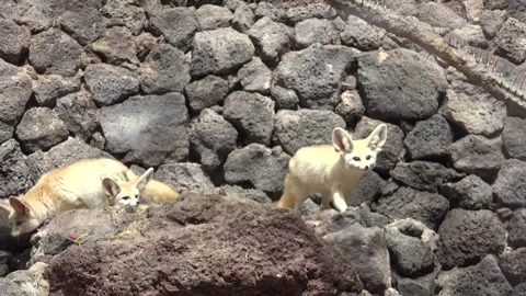 Fennek Wüstenfuchs Fennec fox small crepuscular fox (Vulpes zerda) Stock Footage 253413793