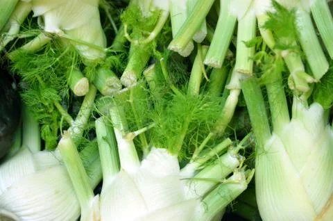 Fennel 1 Stock Photos