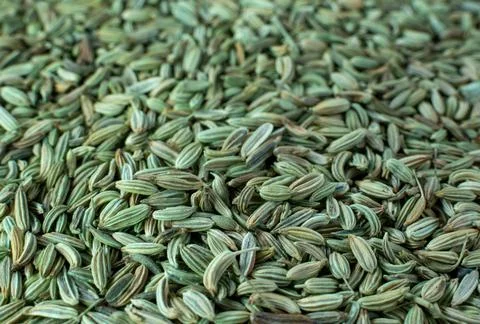 Fennel as a background close up. Stock Photos