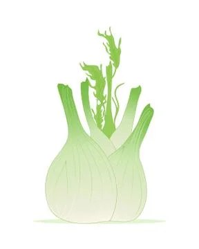 Fennel bulb Stock Illustration