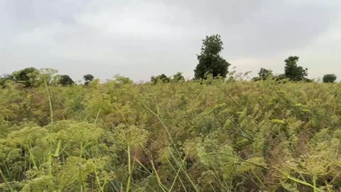 Fennel Crop Field Swaying In Wind Under Cloudy Sky On Rural Agriculture Farm Stock Footage 332779656