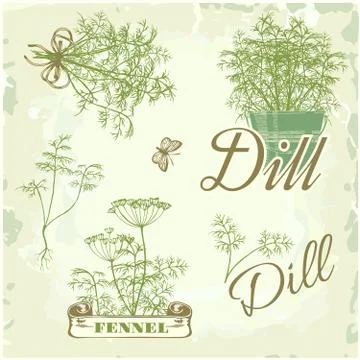 Fennel, dill, herbs Stock Illustration