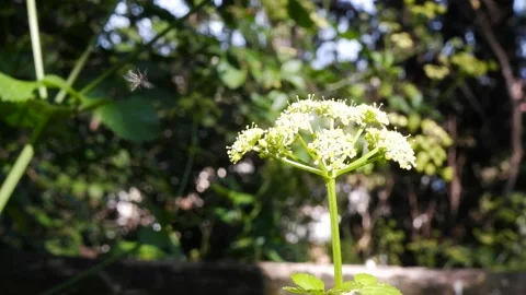Fennel flower on a green background Stock Footage 182458836