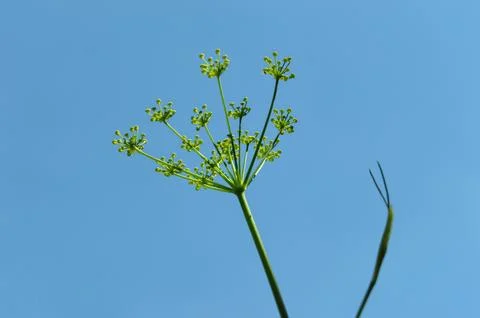 Fennel flower in negative space Stock Photos