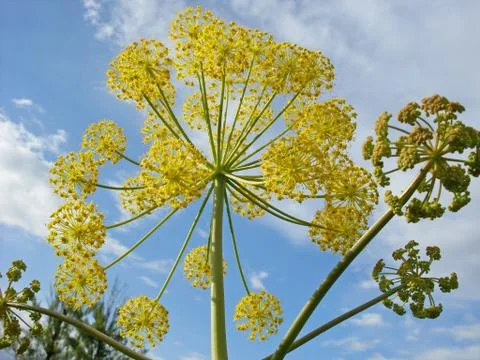Fennel flower Stock Photos