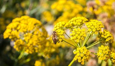 A fennel flower Stock Photos