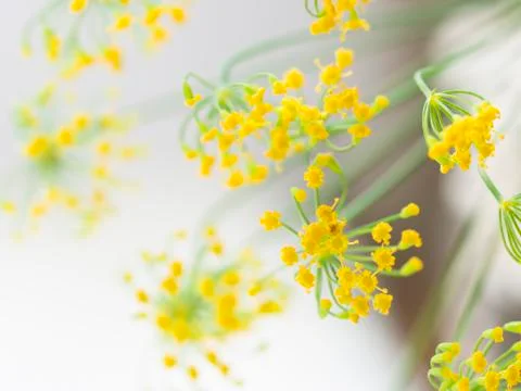 Fennel flowers Stock Photos