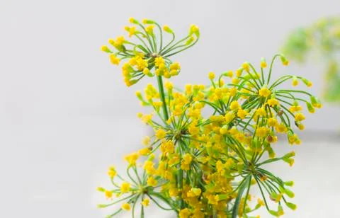Fennel flowers Stock Photos