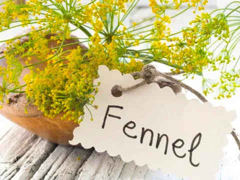 Fennel flowers Stock Photos