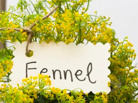 Fennel flowers Stock Photos