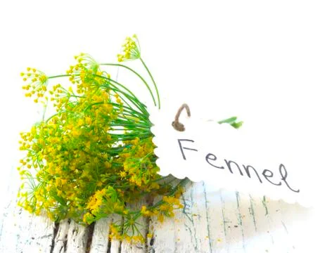 Fennel flowers Stock Photos