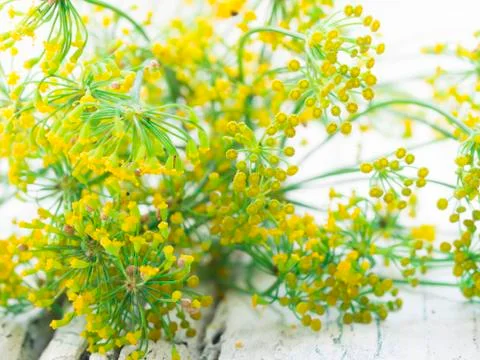 Fennel flowers Stock Photos