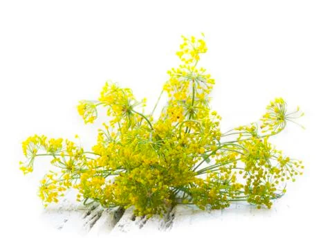 Fennel flowers Stock Photos
