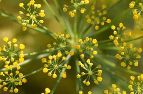 Fennel flowers Stock Photos