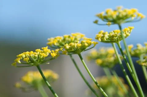 Fennel flowers Stock Photos