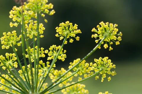 Fennel flowers Stock Photos