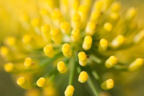 Fennel flowers Stock Photos