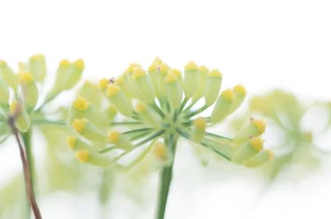 Fennel flowers Stock Photos