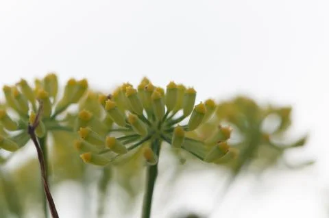 Fennel flowers Stock-Fotos