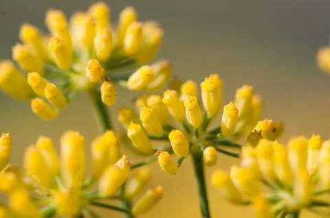Fennel flowers Stock Photos