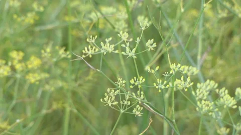 Fennel (Foeniculum vulgare) Stock Footage 71141714