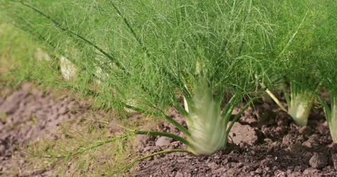 Fennel (Foeniculum vulgare) Stock Footage 322594931