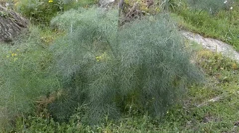 Fennel Stock Footage 10881023