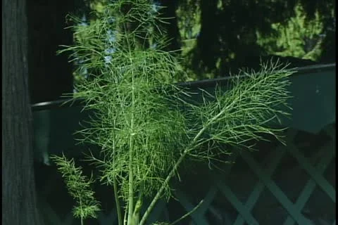 Fennel 库存影片 11767201