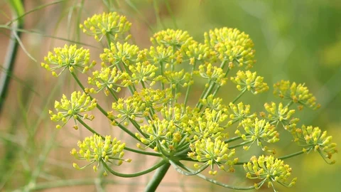 Fennel Stock Footage 128630619