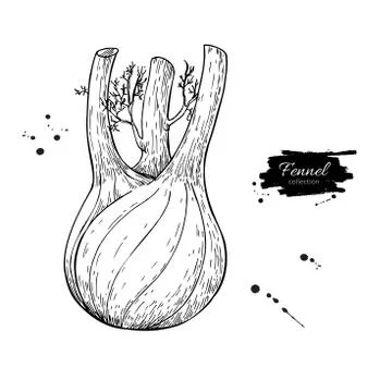 Fennel hand drawn vector illustration. Isolated Vegetable engraved style ob.. Stock Illustration