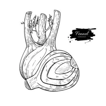 Fennel hand drawn vector illustration. Isolated Vegetable engraved style ob.. Stock Illustration