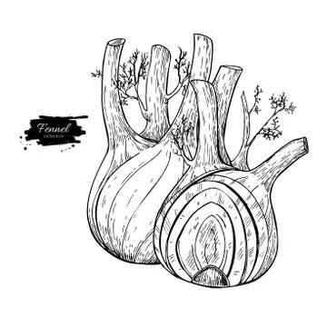 Fennel hand drawn vector illustration. Isolated Vegetable engraved style ob.. Stock Illustration