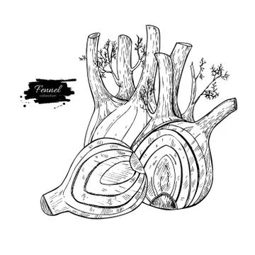 Fennel hand drawn vector illustration. Isolated Vegetable engraved style ob.. Stock Illustration
