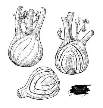 Fennel hand drawn vector illustration. Isolated Vegetable engraved style ob.. Stock Illustration