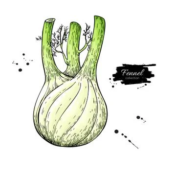 Fennel hand drawn vector illustration. Isolated Vegetable object. Illustrazione stock