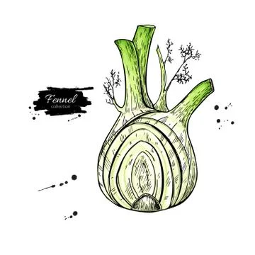 Fennel hand drawn vector illustration. Isolated Vegetable object with sliced Stock Illustration