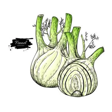 Fennel hand drawn vector illustration. Isolated Vegetable object with sliced Stock Illustration