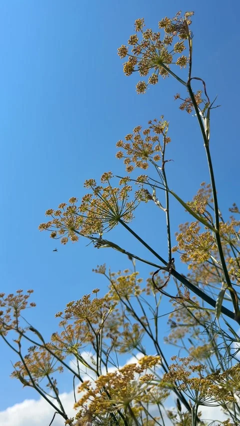 Fennel herbs against sky, vertical video Stock Footage 339722276