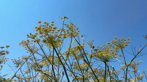 Fennel herbs Stock Footage 339722271