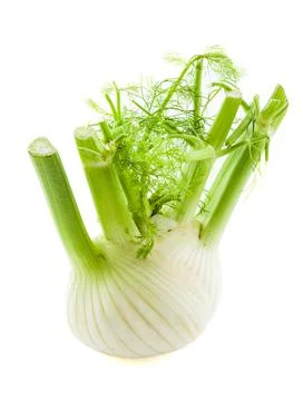 Fennel isolated on white background. High quality photo. Stock Photos