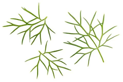 Fennel isolated on white background Stock Photos
