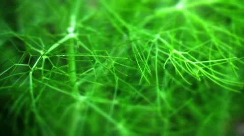 Fennel leaves and stem Stock Footage 10825079
