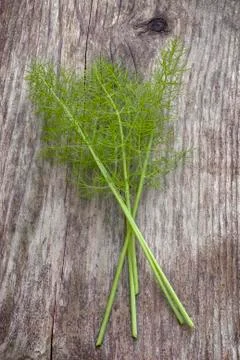 Fennel leaves Stock Photos