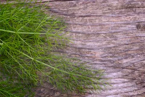 Fennel leaves Stock Photos