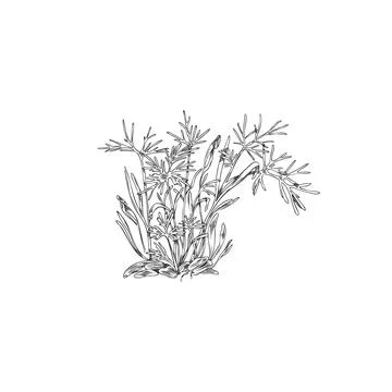 Fennel microgreen, hand drawn sketch vector illustration isolated on white Stock Illustration