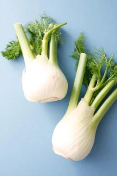 Fennel Stock Photos