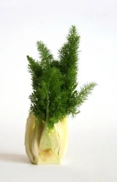 Fennel Stock Photos