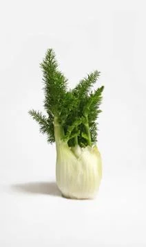 Fennel Stock Photos