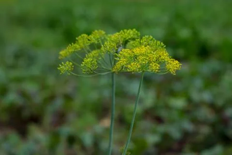 Fennel Stock Photos