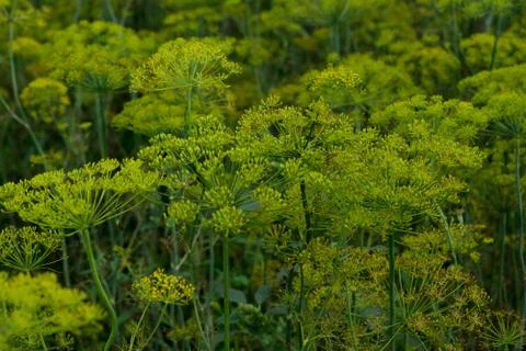 Fennel Stock Photos